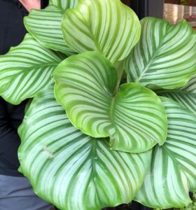 calathea orbifolia