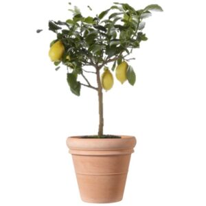 citronnier balcon