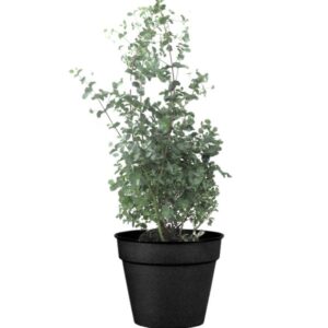 eucalyptus balcon