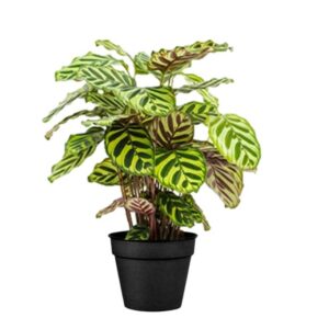 calathea makoyama