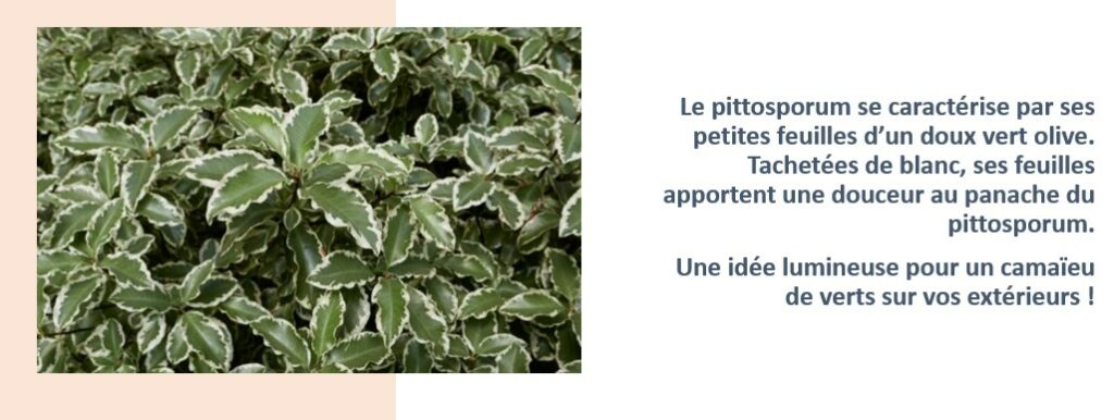 pittosporum