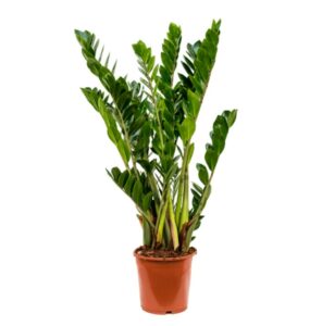 Zamioculcas en metal