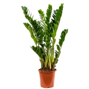 zamioculcas