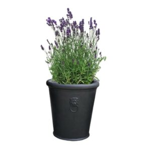 pot balcon lavande