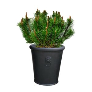 pot balcon pinus mugho