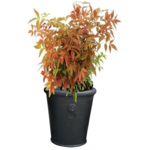 pot balcon choisya