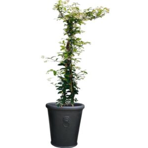 pot balcon jasmin