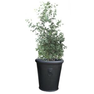 pot balcon Eucalyptus gunnii