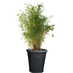 pot balcon bambou