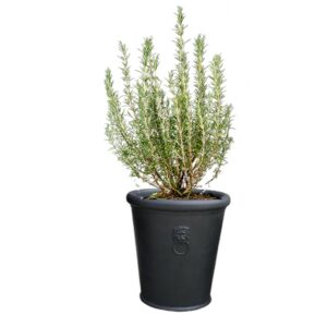 pot balcon dandy romarin
