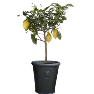 pot balcon citronnier