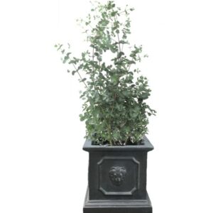 pot balcon eucalyptus