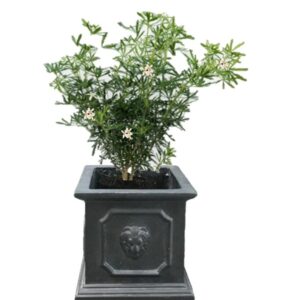 pot balcon choisya