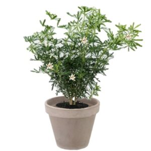 pot balcon choisya