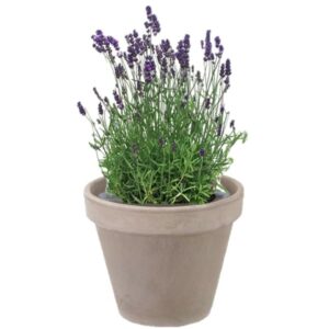 pot balcon lavande