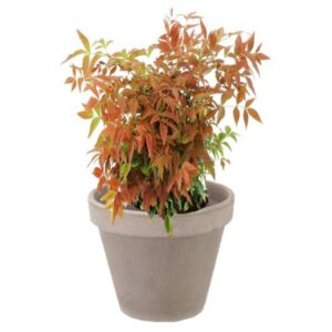 pot balcon nandina