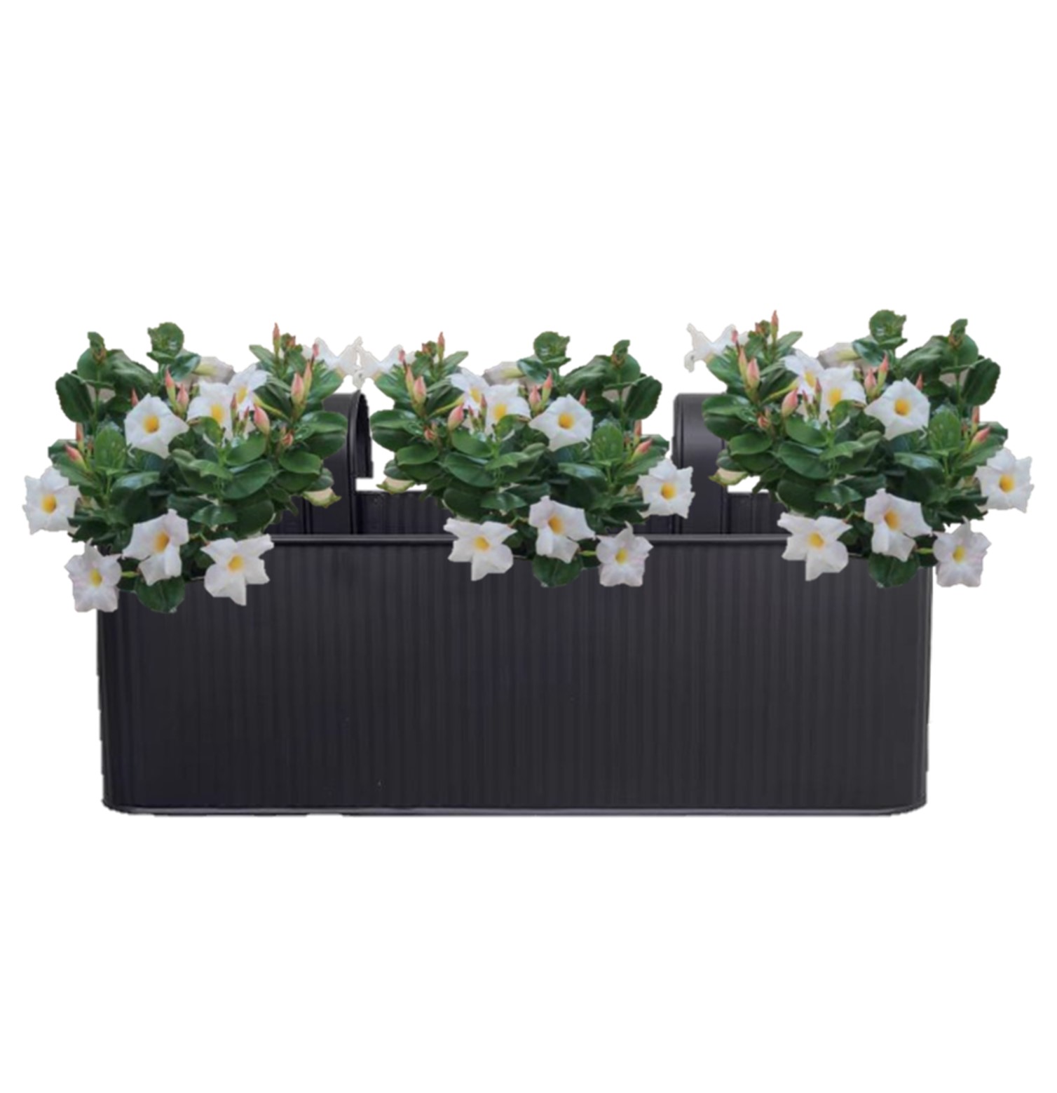 Triple dipladénia en Balconic