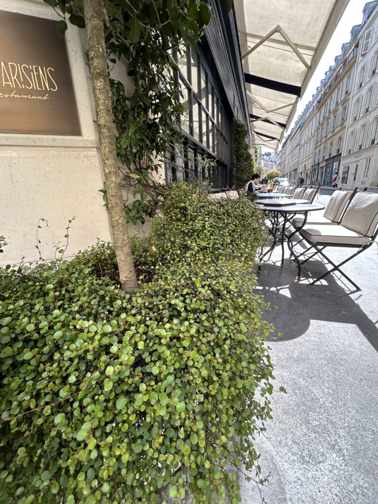 Plantes pour balcons et terrasses; le muehlenbeckia le coup de cœur pour végétaliser vos espaces extérieurs.