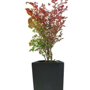 plante balcon grand nandina domestica en pot