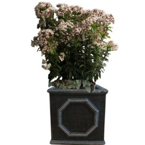 plante de balcon en pot