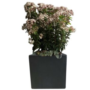 plante de balcon en pot