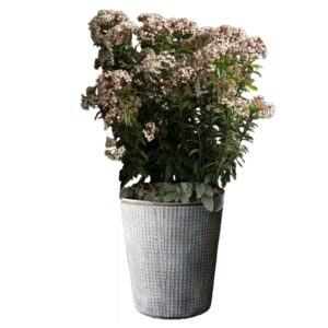 plante de balcon en pot