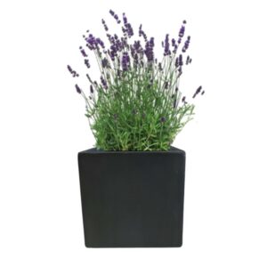 plante balcon lavande en pot