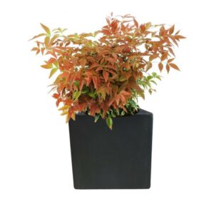 plante balcon nandina domestica en pot