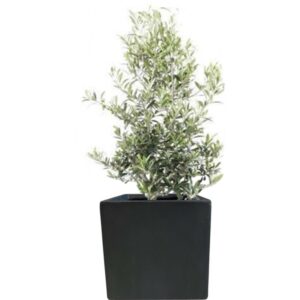 plante balcon olivier en pot