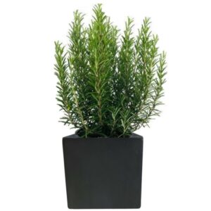 plante balcon romarin en pot