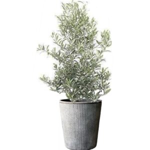 plante de balcon -oliver en pot