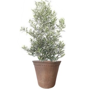 plante de balcon - olivier en pot
