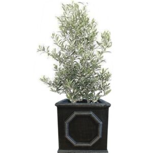plante de balcon - olivier en pot