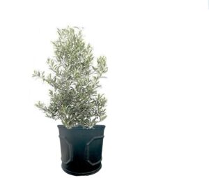 Spirit Round Coriace