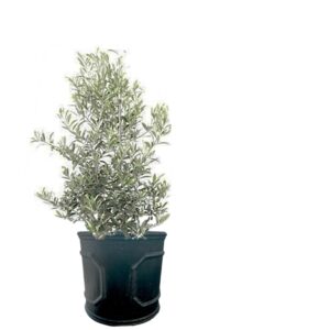plante de balcon -olivier en pot