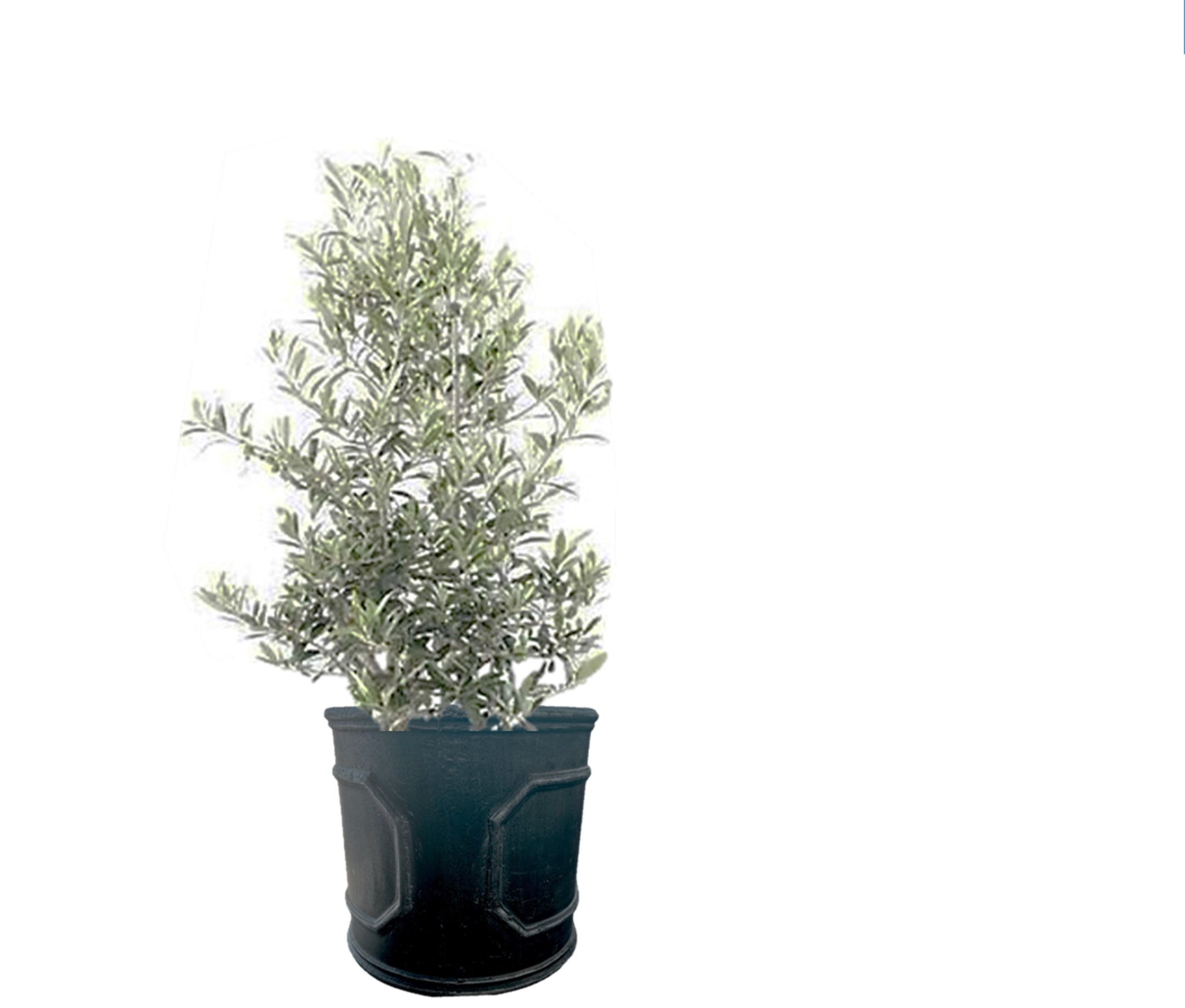 Spirit Round Coriace