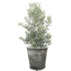 plante de balcon - olivier en pot